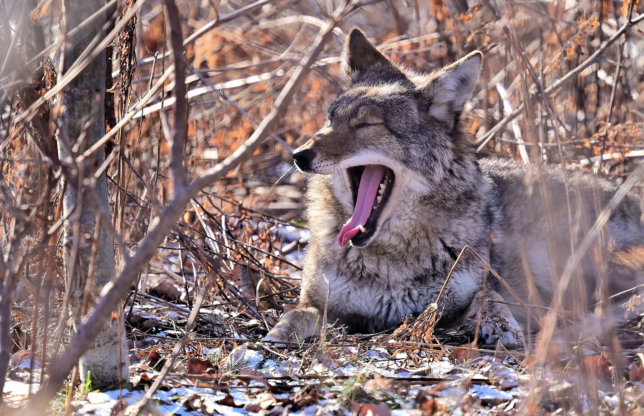 The Role of the Coyote UAS in Intelligence Gathering
